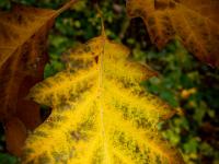 Gelb gefärbtes Eichenblatt